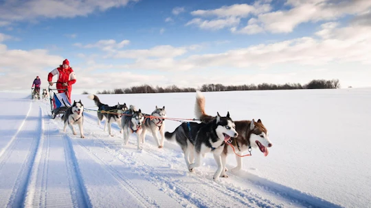 20km Husky sleigh ride adventure