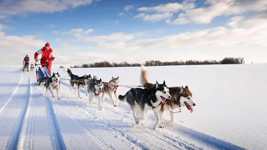 20km Husky sleigh ride adventure