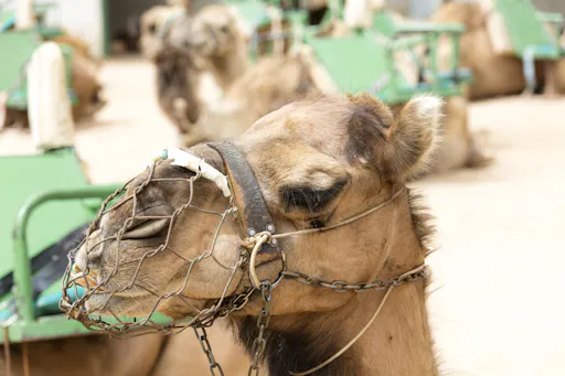 4x4 adventure and camel ride