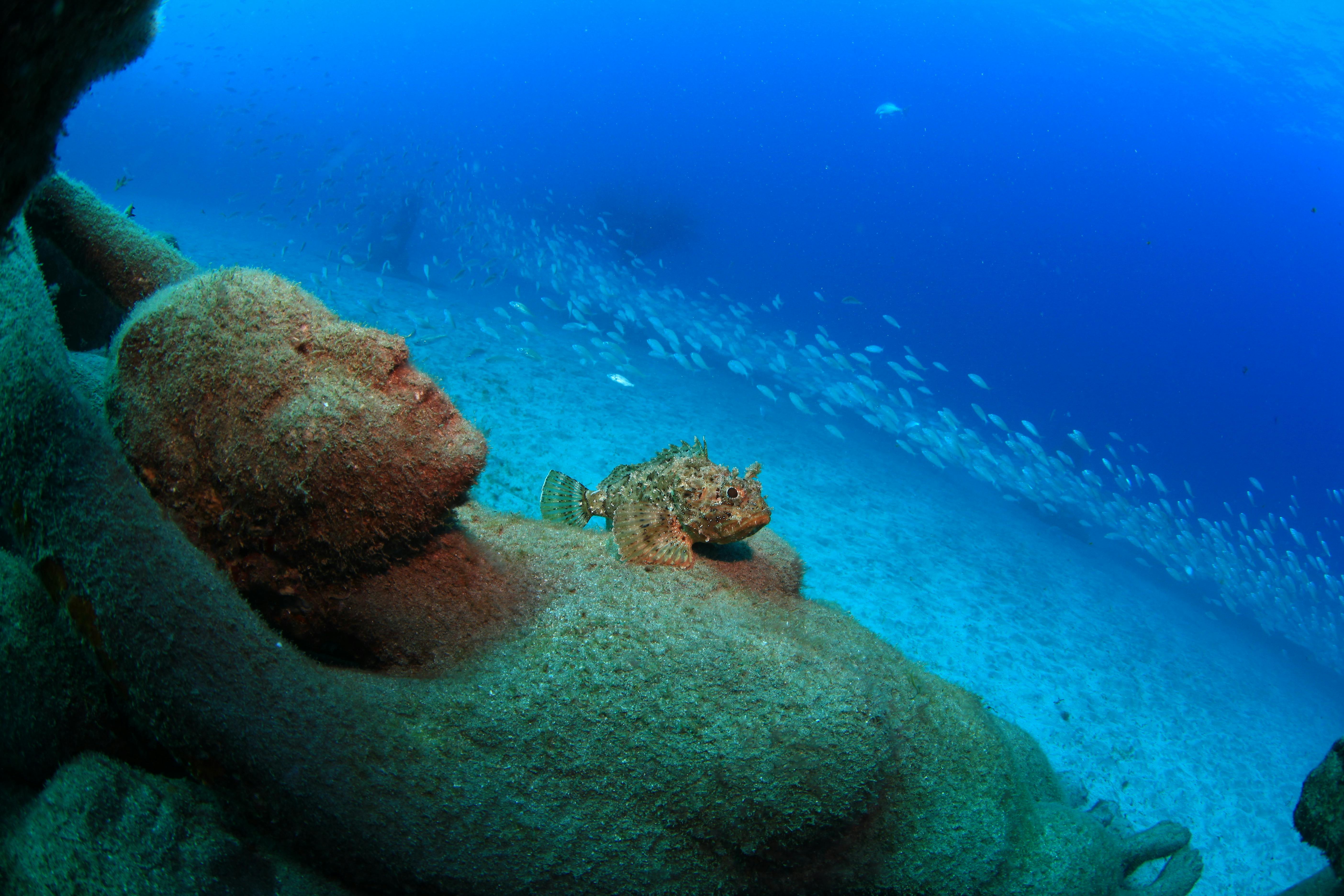 Try Dive and Museo Atlántico