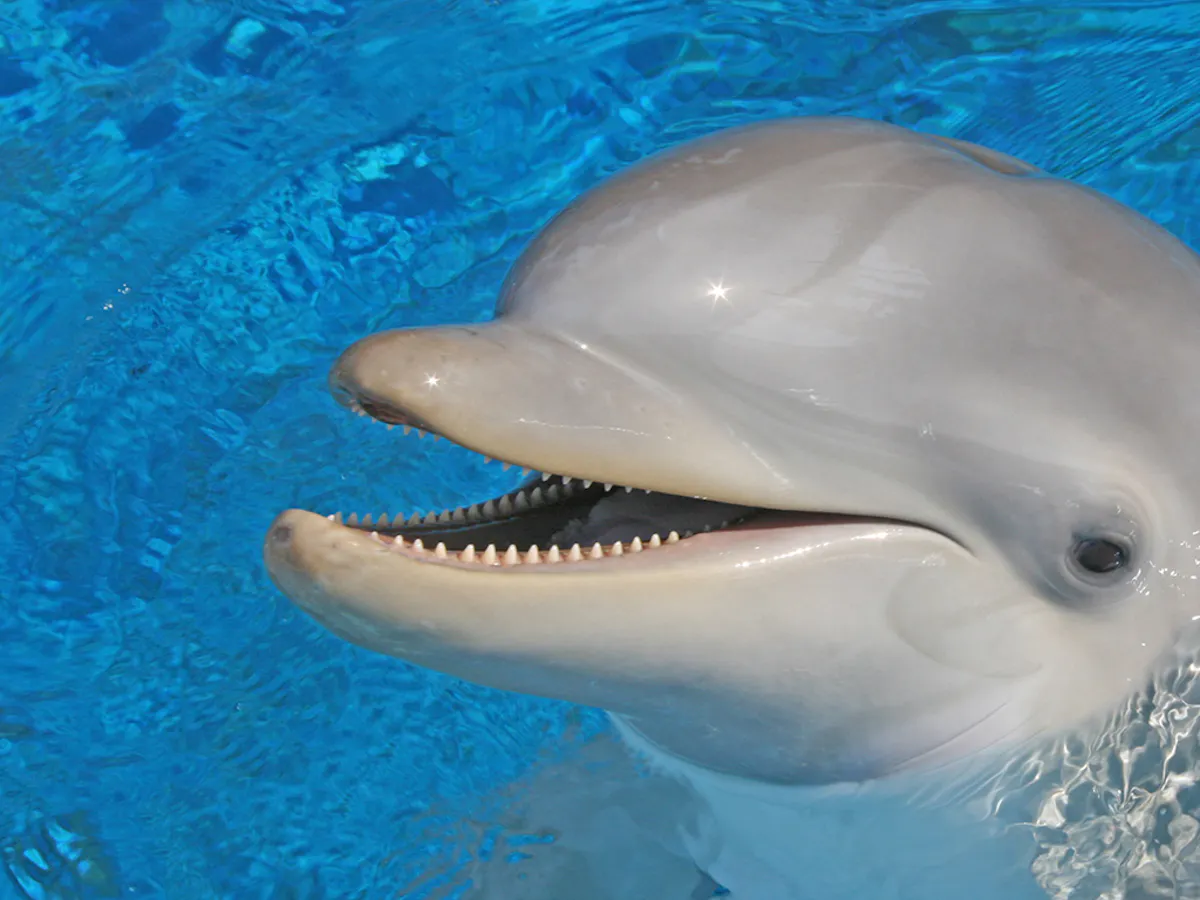 Mundomar with transport