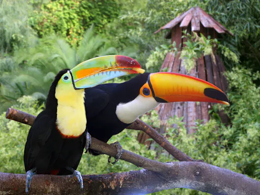 Mundomar with transport