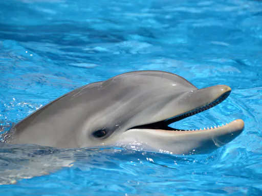 Mundomar with transport