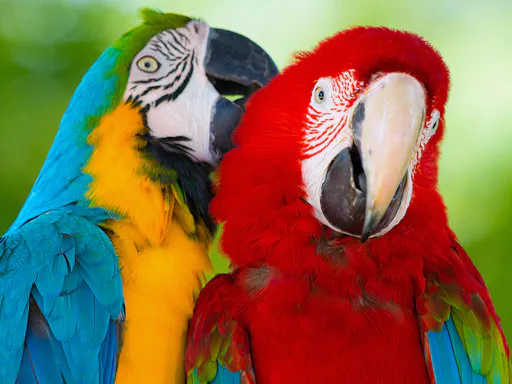 Mundomar with transport