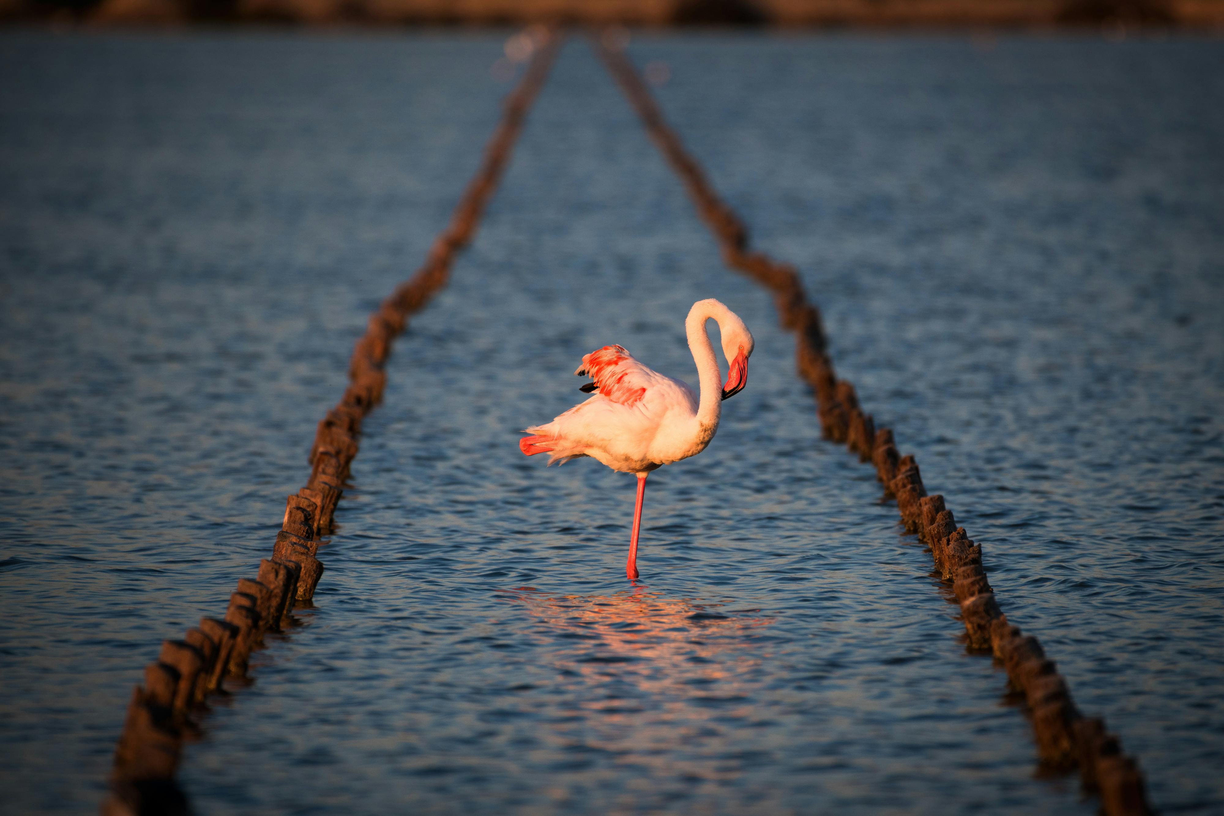 Flamingo's Oase zelfbalancerende scootertour