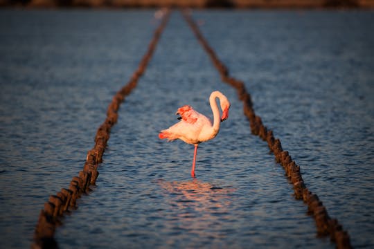 Visite des oasis de flamants roses en gyropode