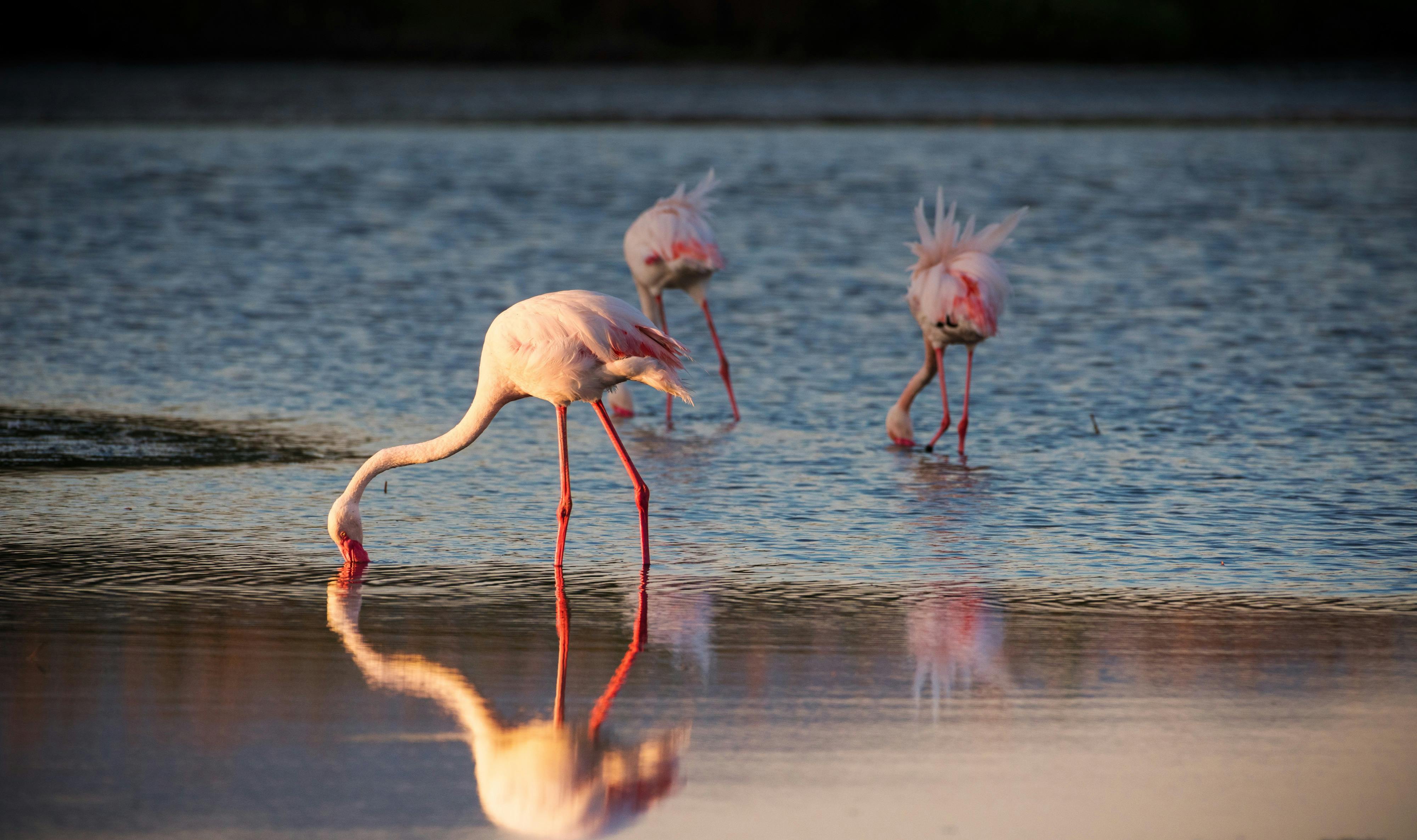 Fahrradtour durch die Oase der Flamingos