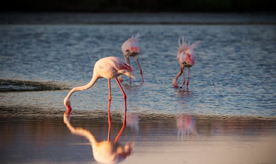 Passeio de bicicleta pelo oásis dos flamingos