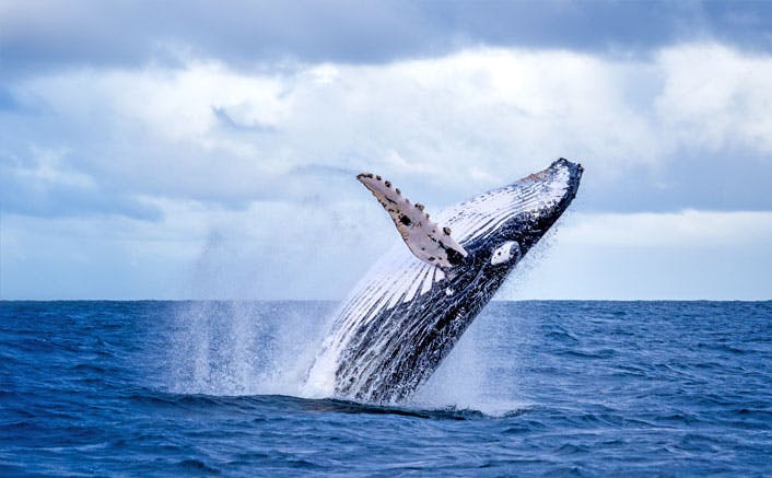 Observation des baleines en zodiaque et visite de la faune