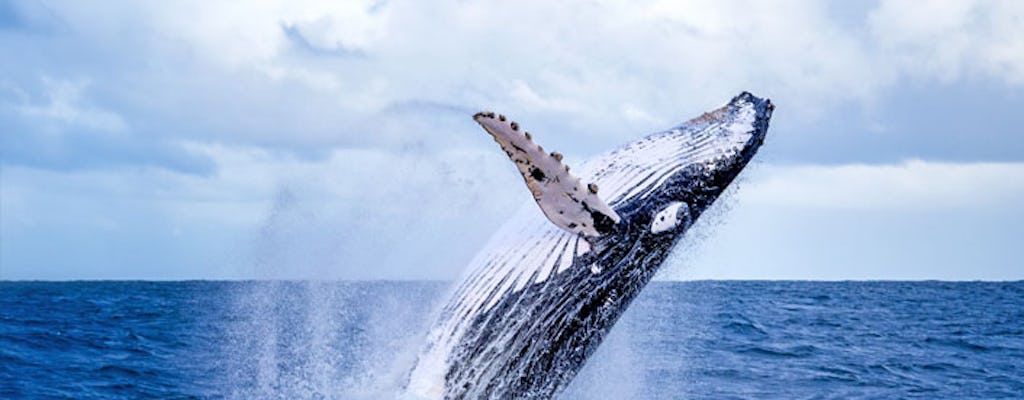 Zodiac whale watching and wildlife tour