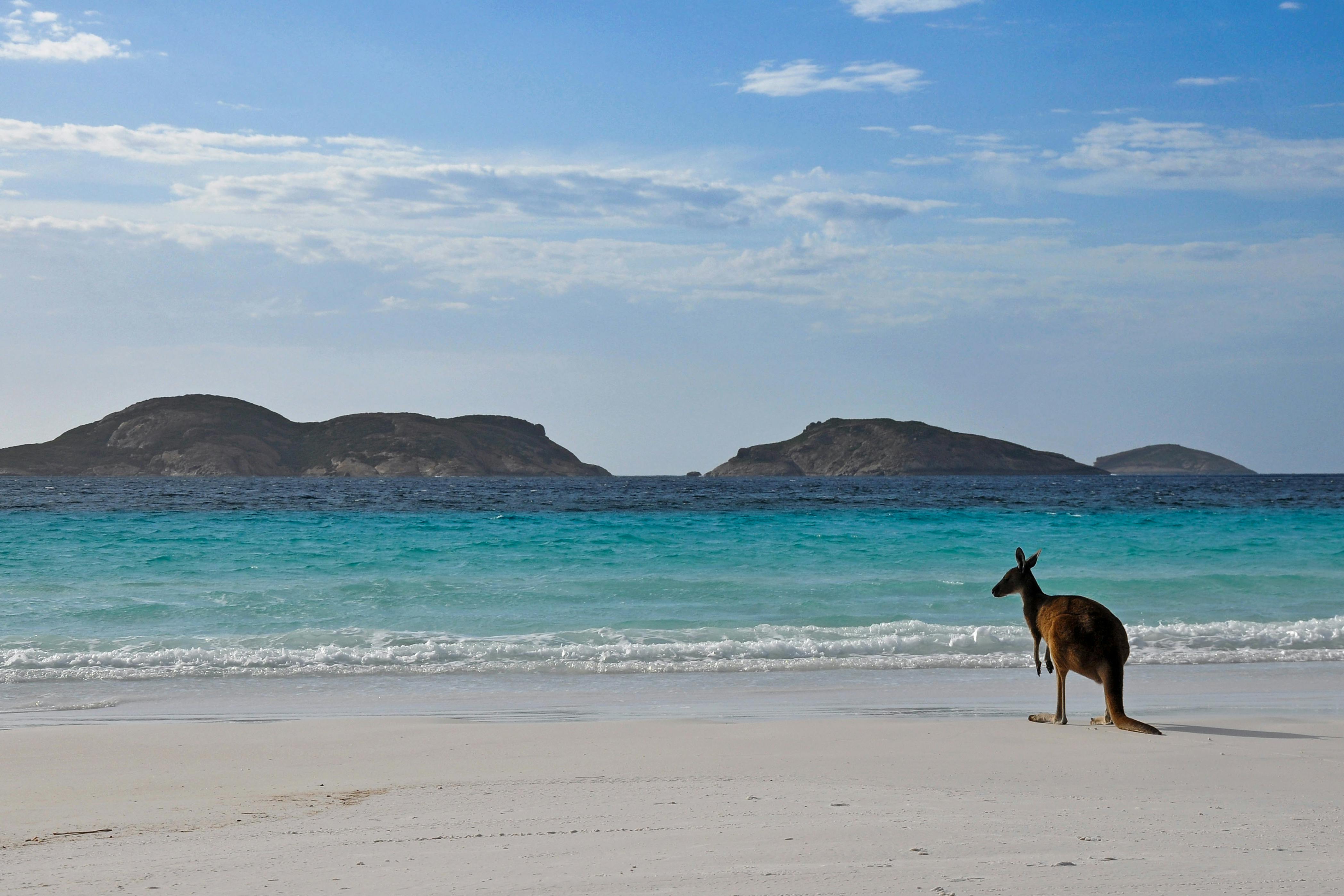 p&o kangaroo island shore tours