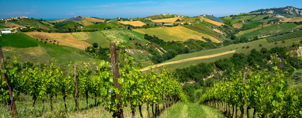 Tour e degustação de vinhos na vinícola Rapino