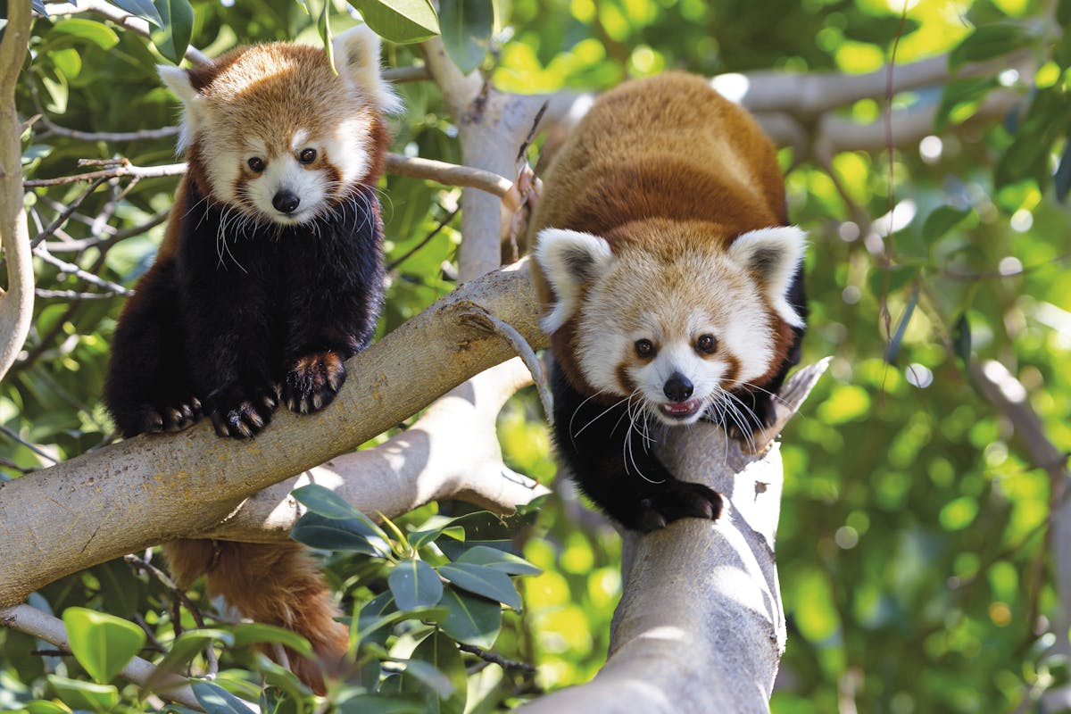 Loro Parque Ticket