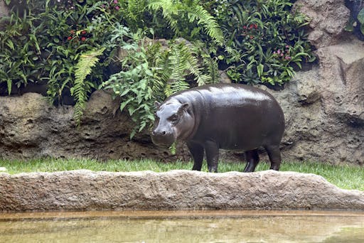 Loro Parque Ticket