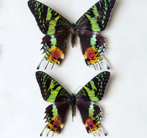 Binissues Manor House & Farm