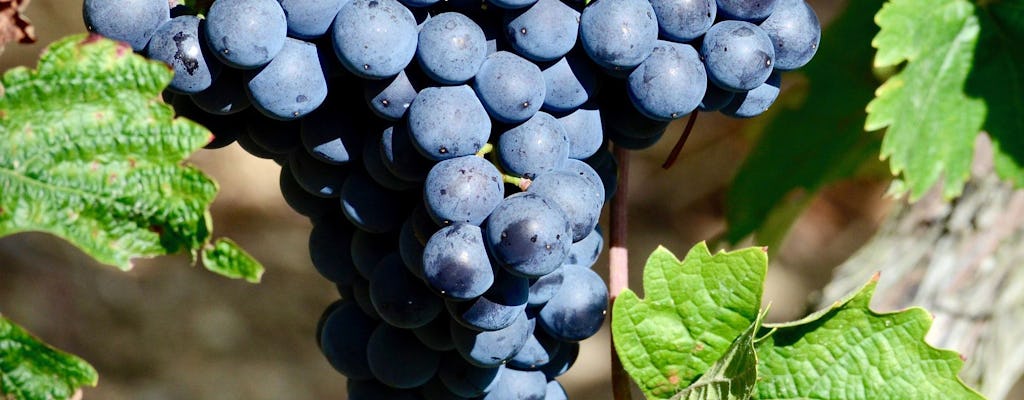 Manduria voor Wijnliefhebbers vanaf Midden-Puglia & Salento Ionische Kust