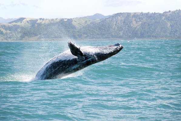 Obserwacja wielorybów