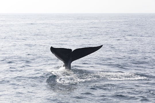 Obserwowanie wielorybów w zatoce Samana