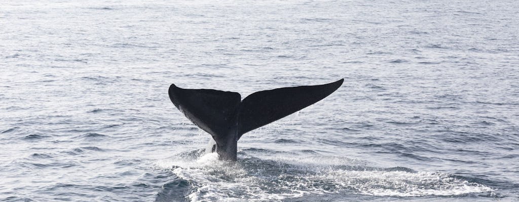 Excursion d'observation des baleines à Samana Bay