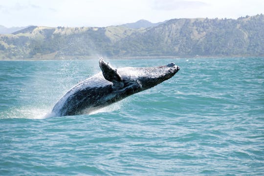 Whale Watching Tour