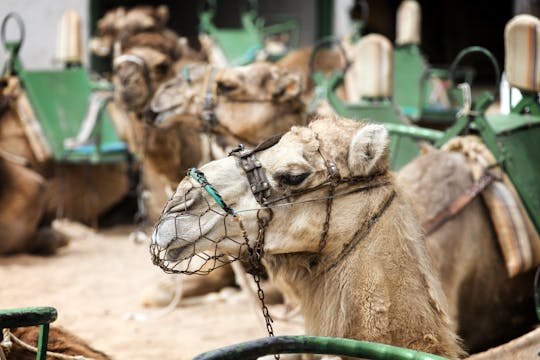 Visite de Maspalomas à dos de chameau