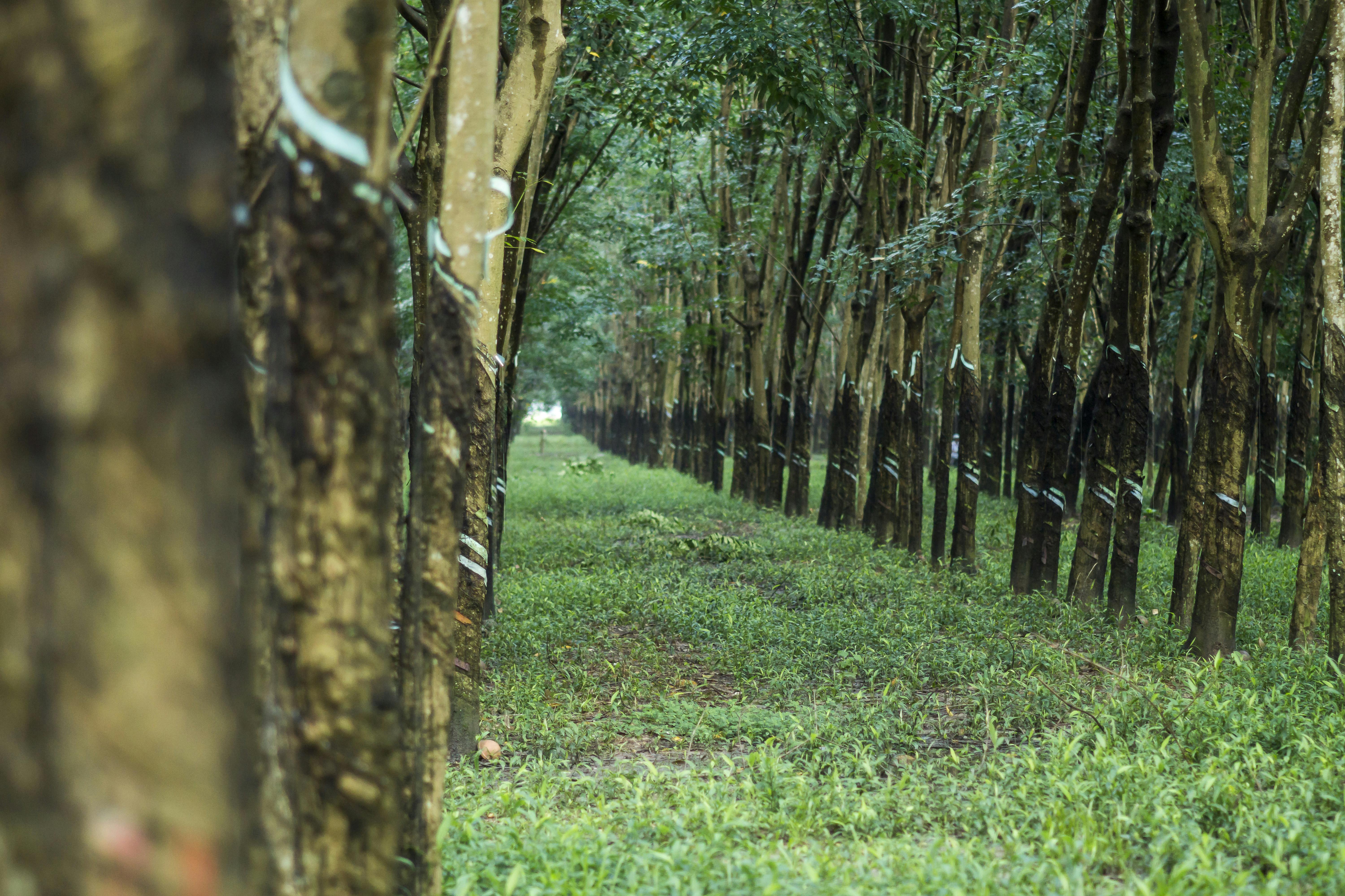 Cu Chi Tunnels & Vietnam Countryside Tour