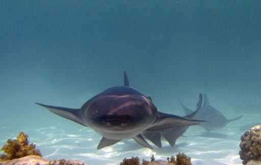 Reef Explorer – Stingrays, Snorkelling and Massage