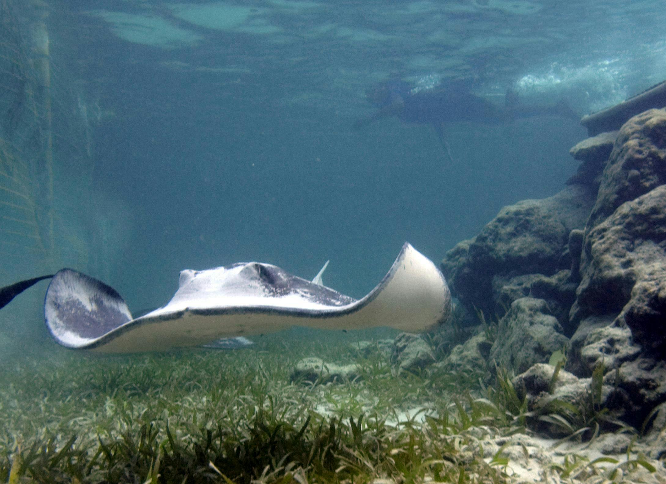 Reef Explorer – Stingrays, Snorkelling and Massage