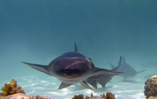 Reef Explorer – Stingrays, Snorkelling and Massage