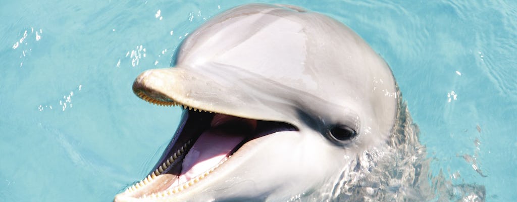 Selwo Marina Dolphin Encounter