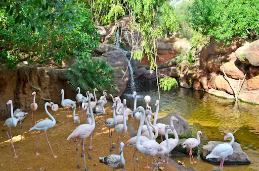 Bioparc Fuengirola