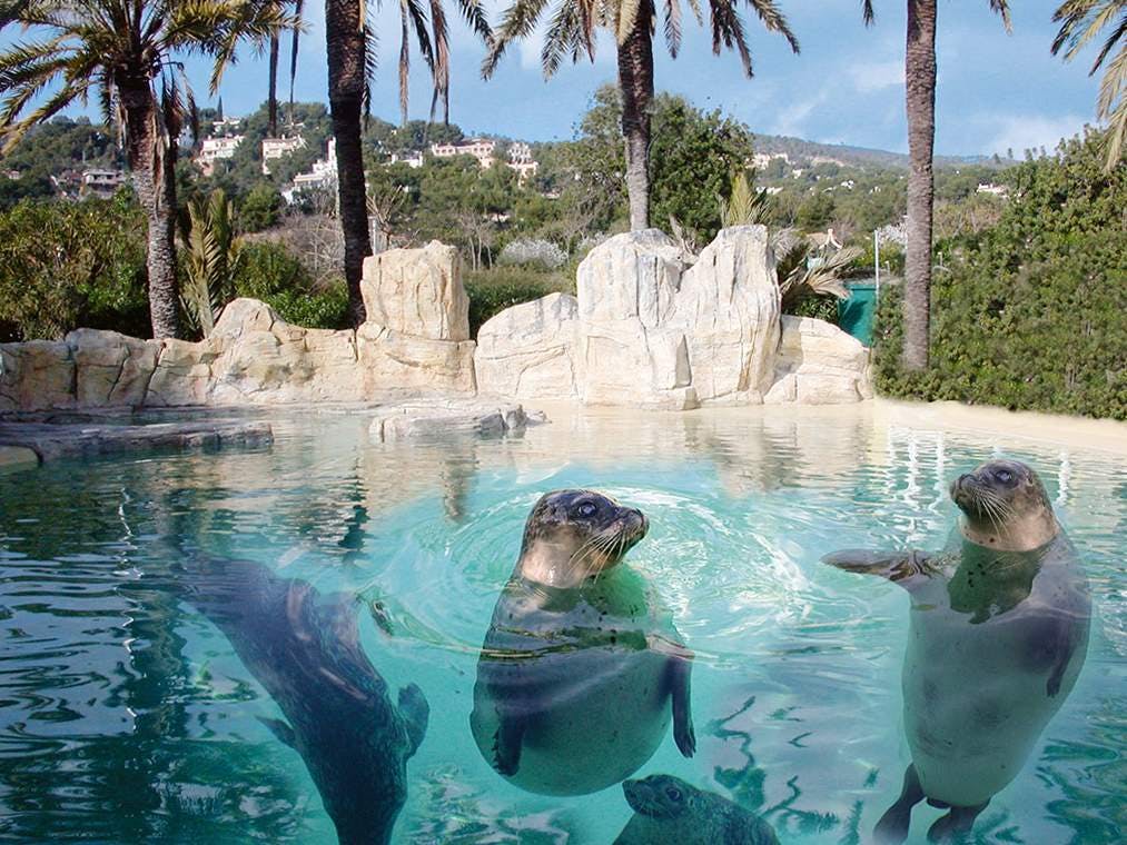 Le parc Marineland avec transfert