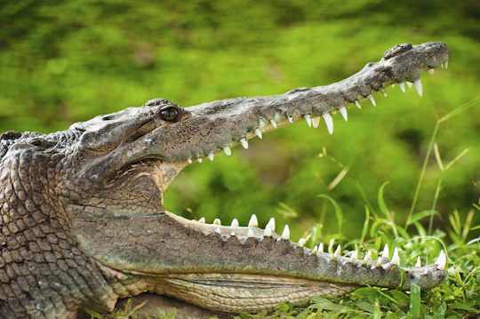 Crocodile Park