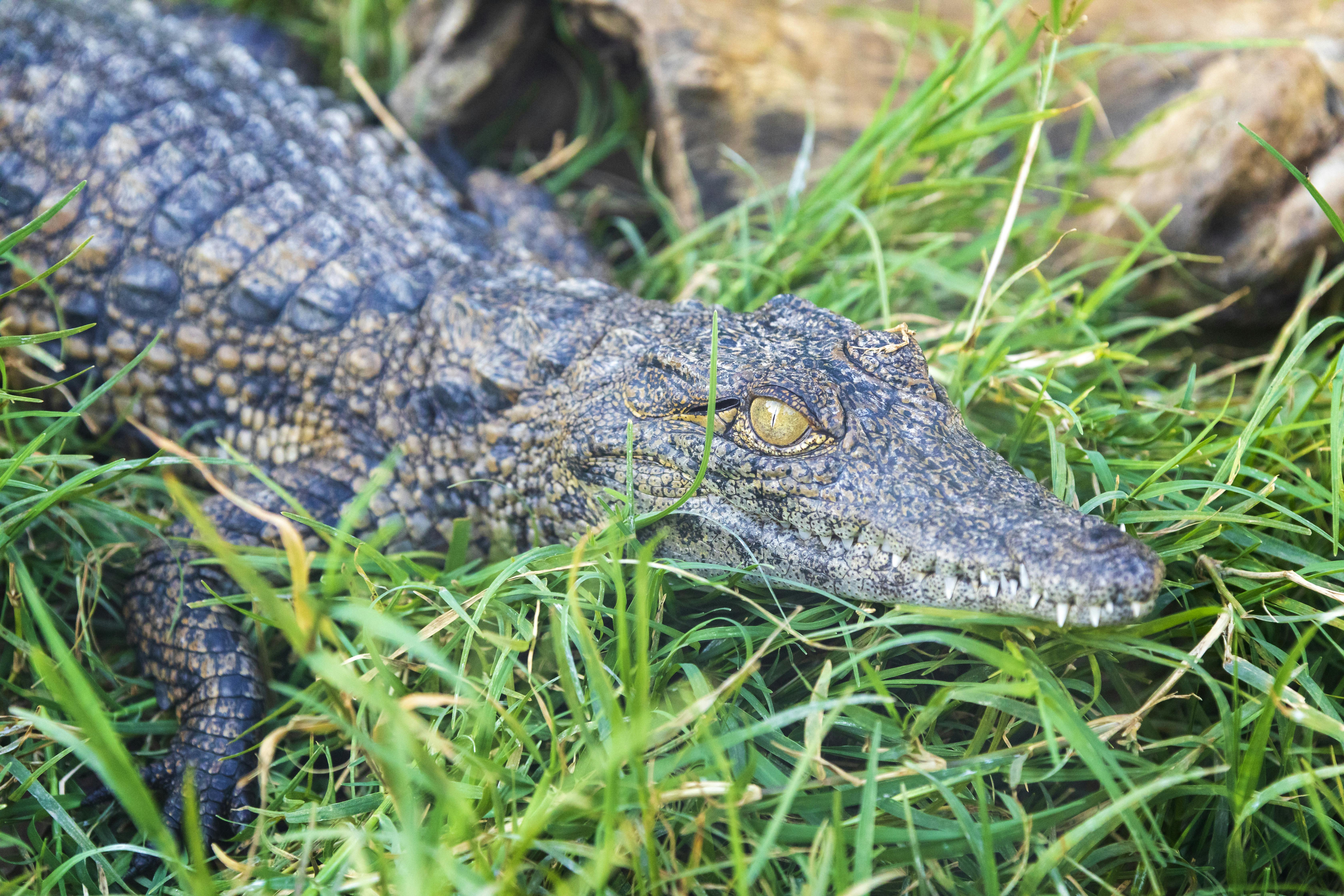 Crocodile Park