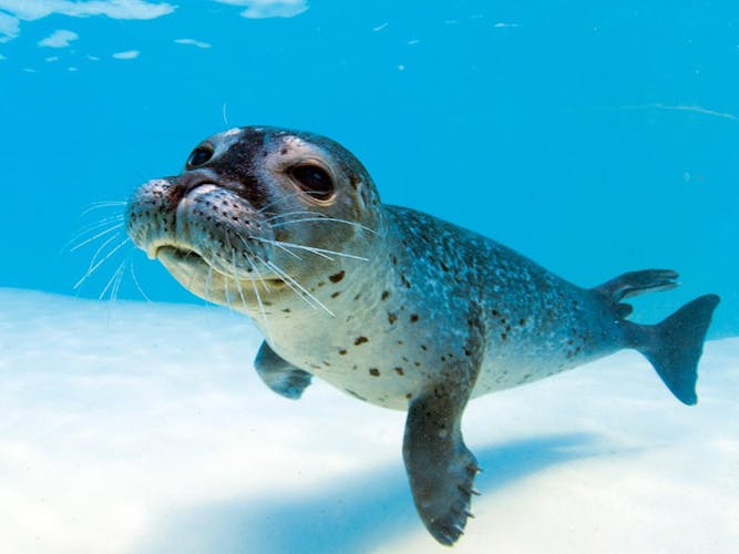 Marineland with transfer