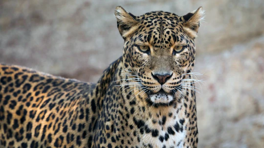 Bioparc Fuengirola