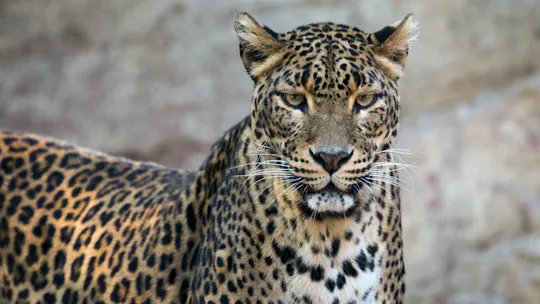 Bioparc Fuengirola