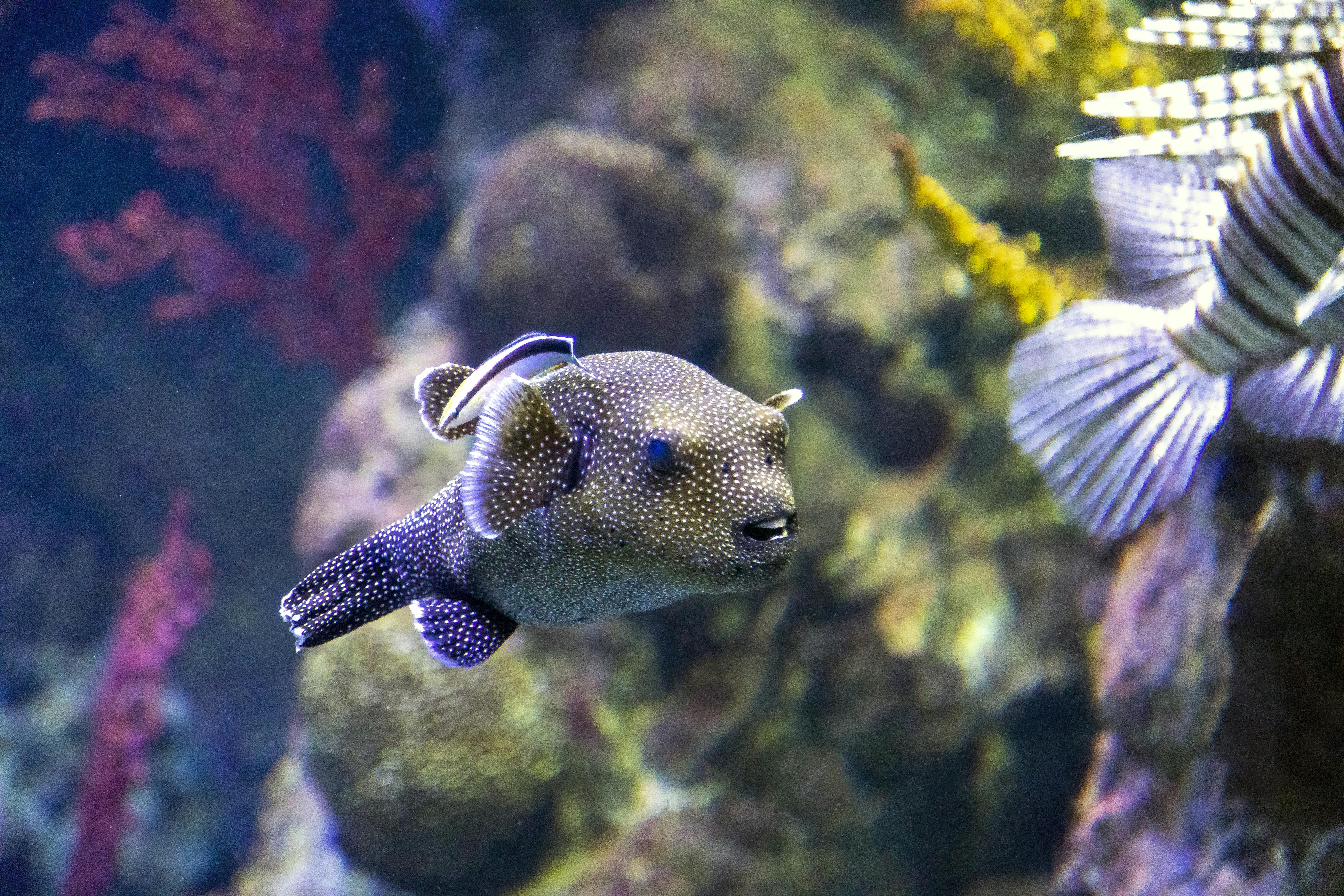 Aquarium Sea Life à Benalmádena