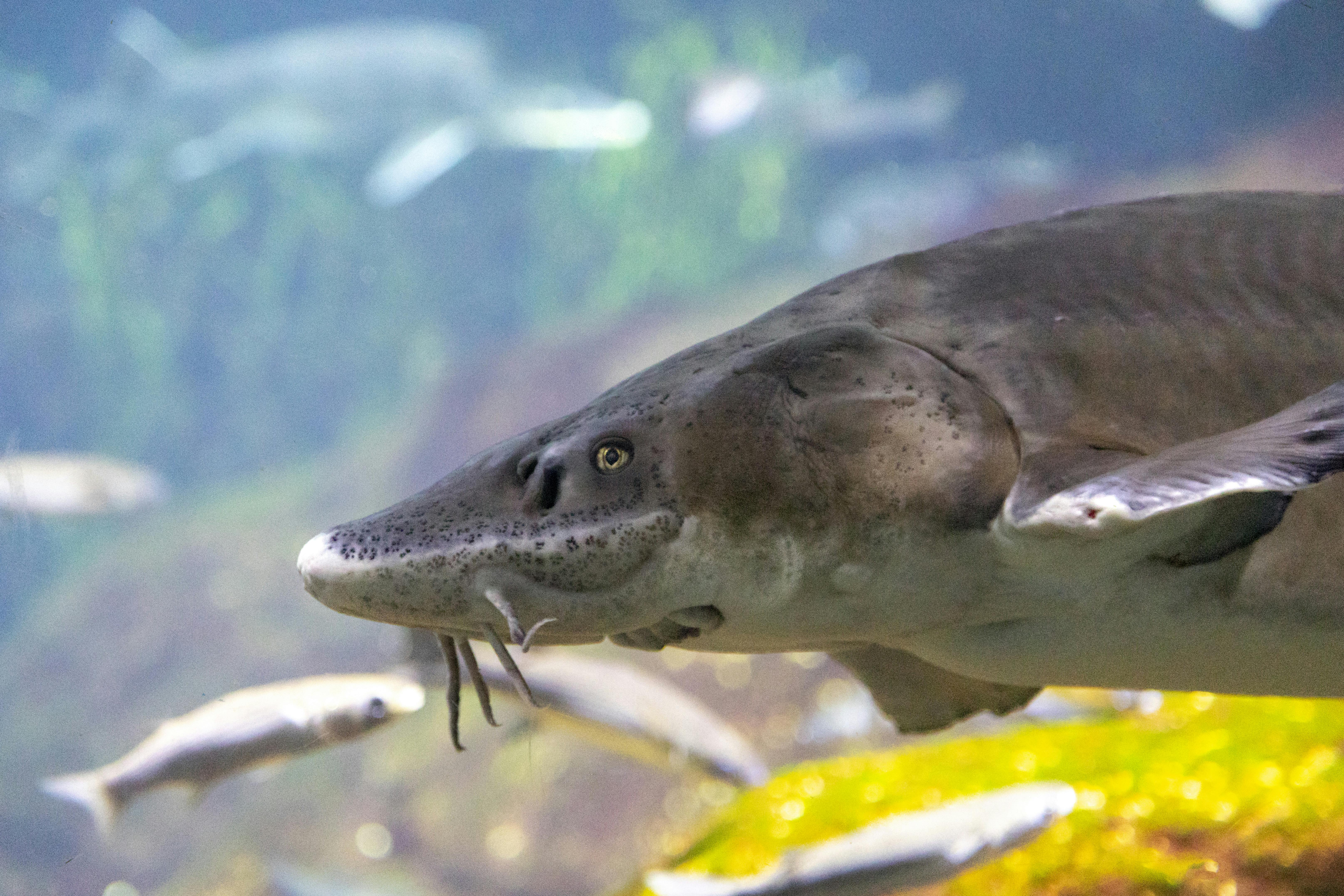 Sea Life aquarium in Benalmádena