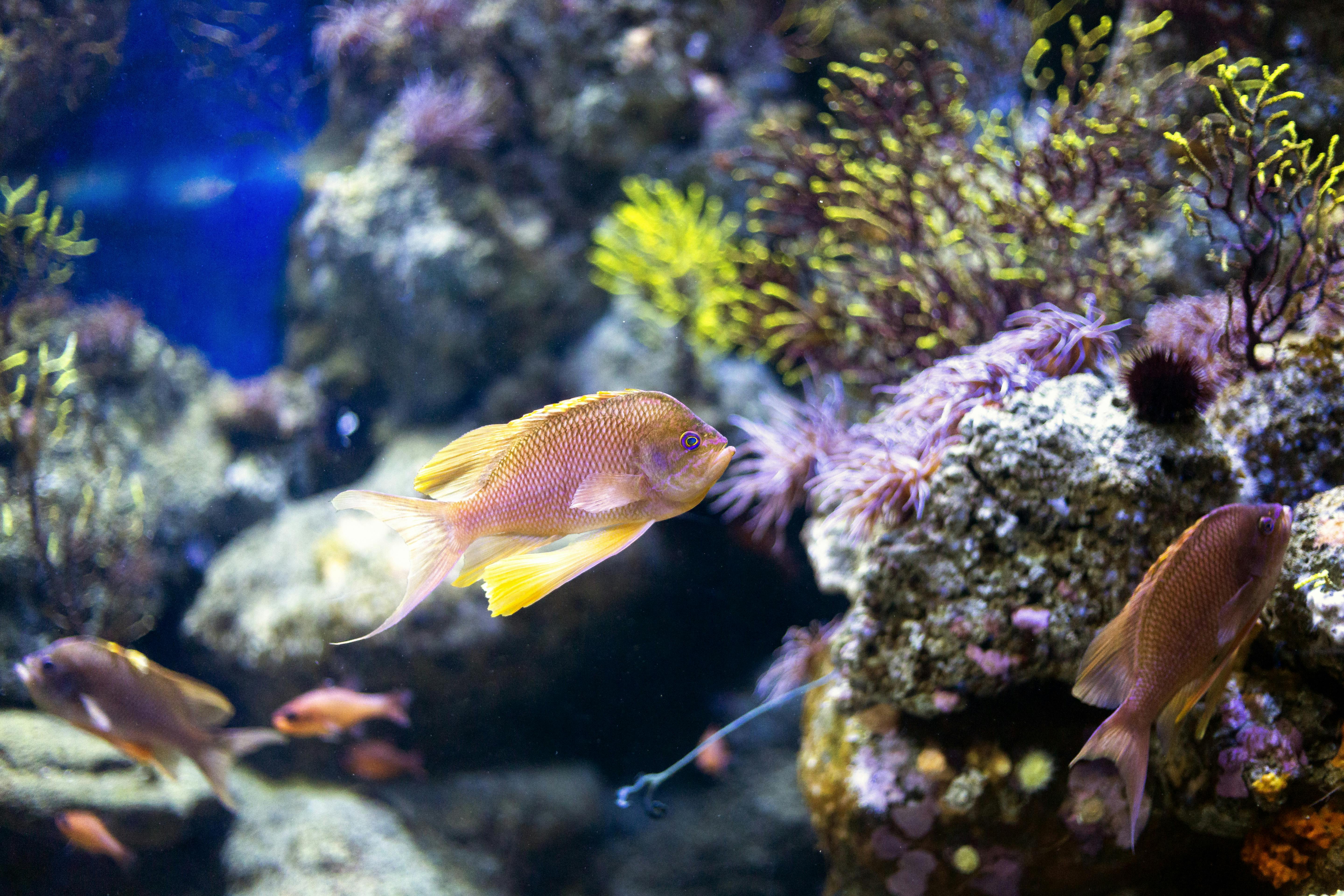 Sea Life aquarium in Benalmádena