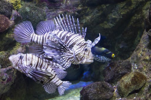 Sea Life aquarium in Benalmádena