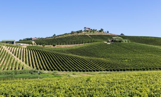 Zwiedzanie winnicy Valle Martello z degustacją wina