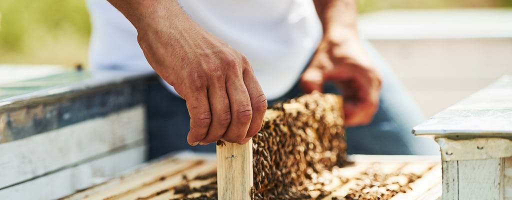 Tour de apicultura com degustação de mel orgânico