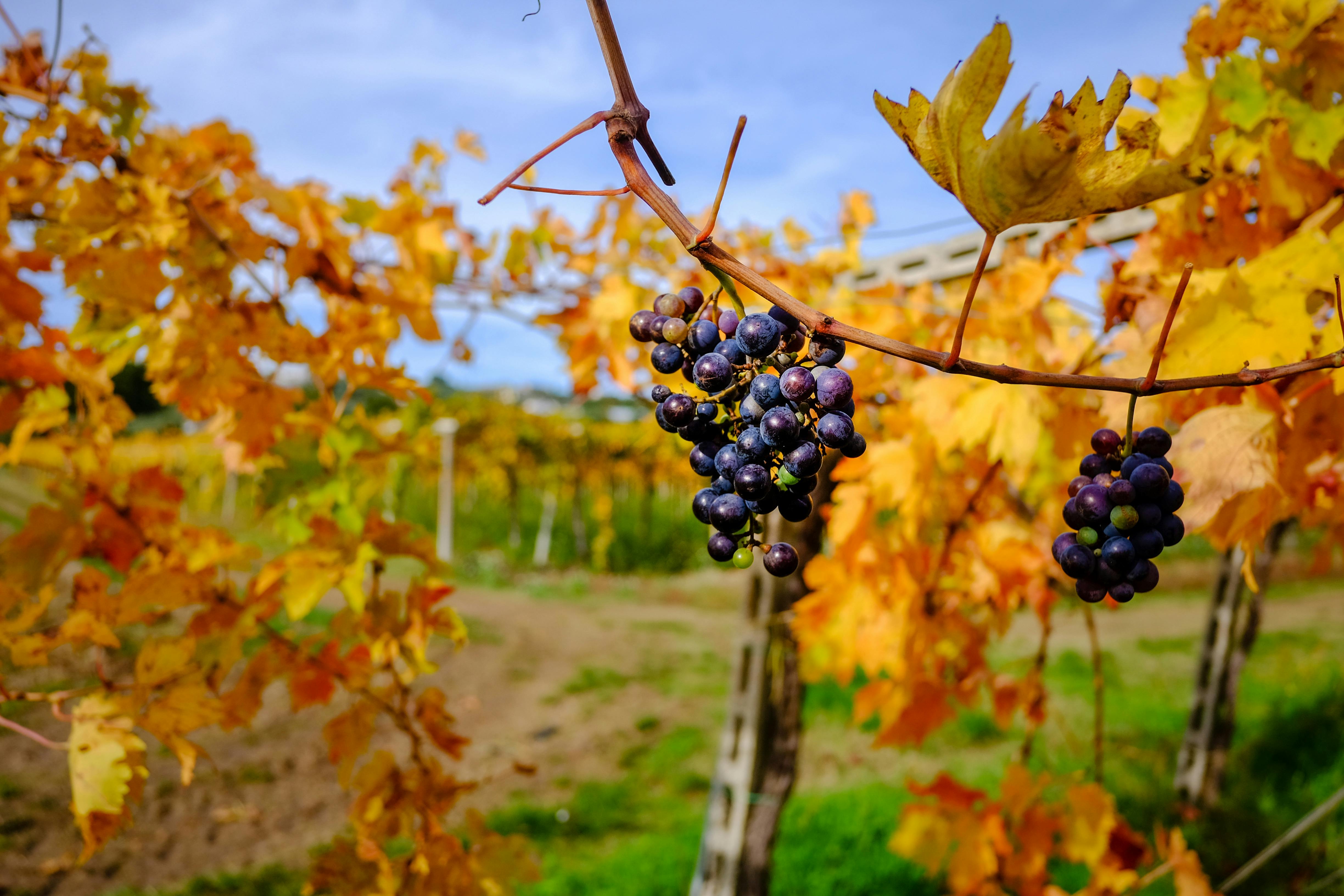 Besichtigung des Weinguts Podere Castorani mit Verkostung