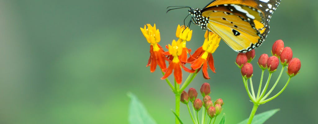 Mariposario - park motyli
