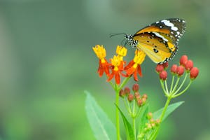 Mariposario de Benalmadena: Biglietti