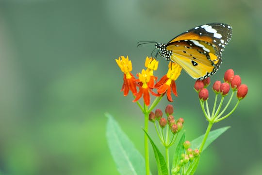 Mariposario Benalmadena butterfly park