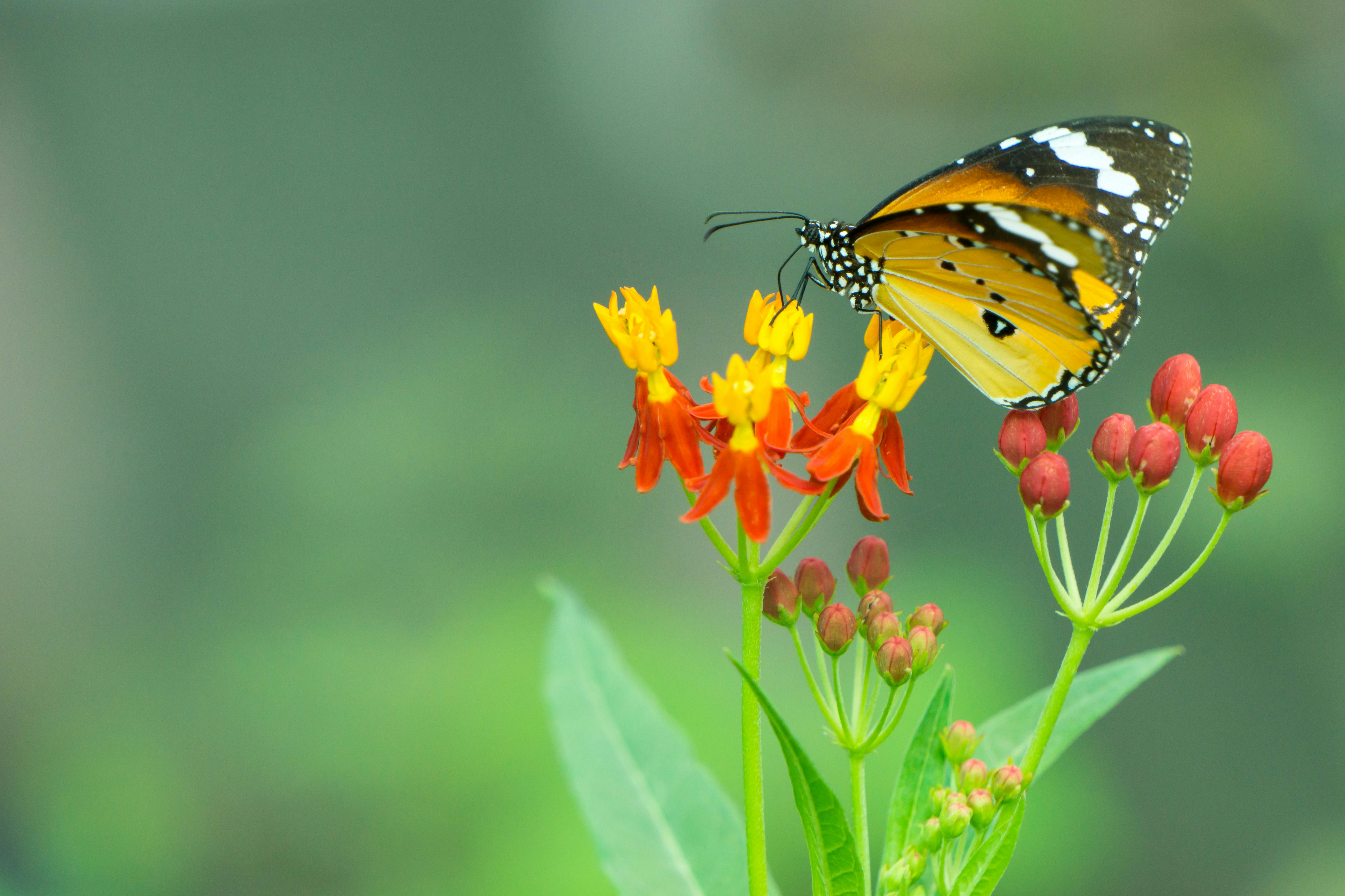 Mariposario Benalmadena Vlindertuin