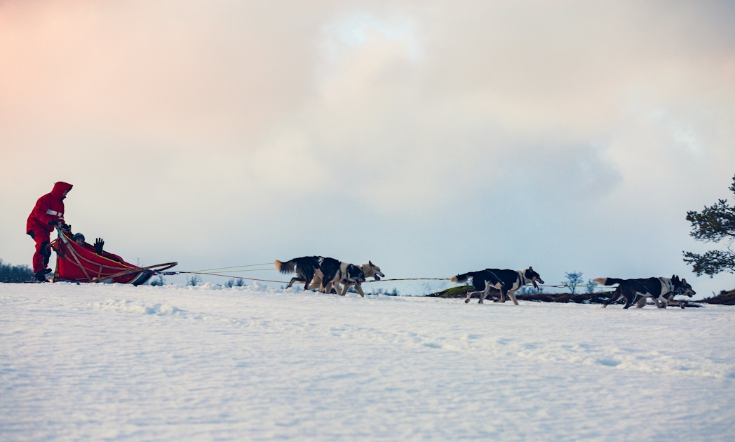 Selfdrive dog sledding experience musement