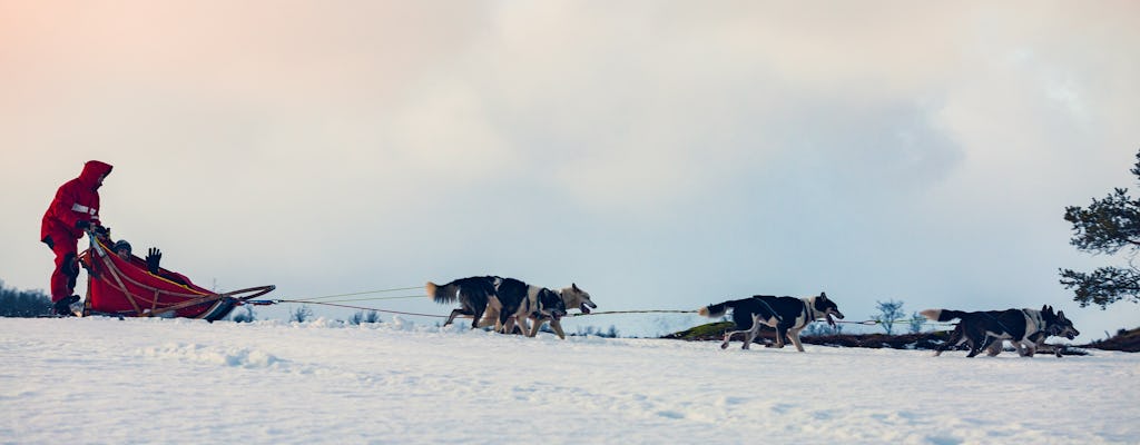 Self-drive dog sledding experience